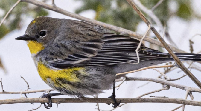 A Myrtle Yellow-rumped Warbler encounter in Henderson NV